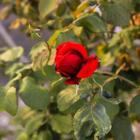 アパートホテル Seaview 4*